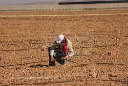 Image du Maroc Professionnelle de  Des ouvriers s'activent à la mise en place d’un système moderne d'arrosage qui laisse passer l’eau petit à petit, dit "goutte à goutte" dans une nouvelle ferme où l’on procède à la plantation d'orangers à Chichaoua, Mardi 27 Février 2007. (Photo / Abdeljalil Bounhar) 